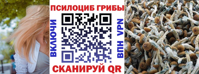 Галлюциногенные грибы Psilocybe  Ряжск 